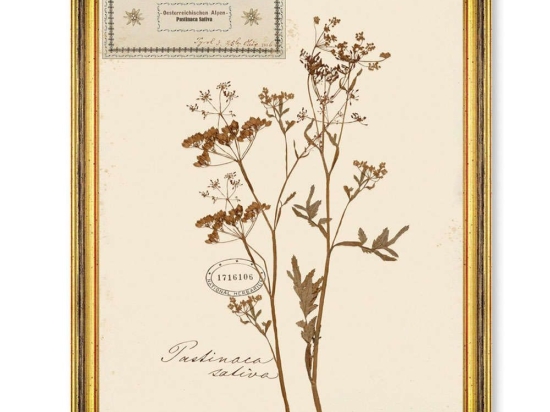 Κάδρο Herbarium Alpinium VII FA13460 35x50cm Multi MindTheGap Κάθετοι Ξύλο,Γυαλί