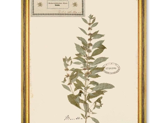 Κάδρο Herbarium Alpinium VIII FA13462 35x50cm Multi MindTheGap Κάθετοι Ξύλο,Γυαλί