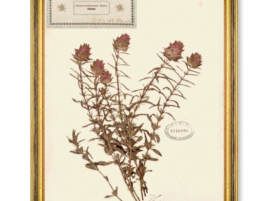Κάδρο Herbarium Alpinium IX FA13463 35x50cm Multi MindTheGap Κάθετοι Ξύλο,Γυαλί