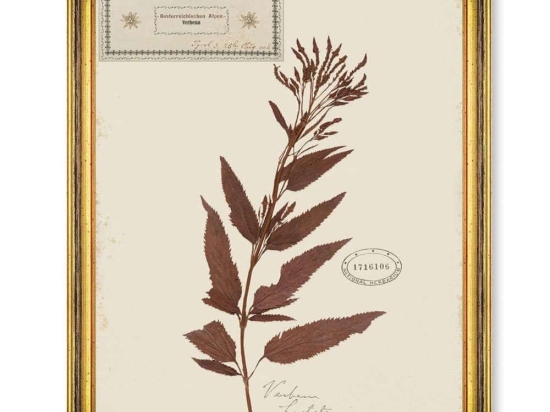 Κάδρο Herbarium Alpinium X FA13464 35x50cm Multi MindTheGap Κάθετοι Ξύλο,Γυαλί