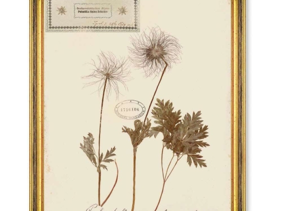 Κάδρο Herbarium Alpinium XI FA13465 35x50cm Multi MindTheGap Κάθετοι Ξύλο,Γυαλί