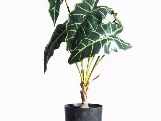 Τεχνητό Φυτό Αλοκάσια 6550-6 38x38x60cm Green Supergreens Πολυαιθυλένιο