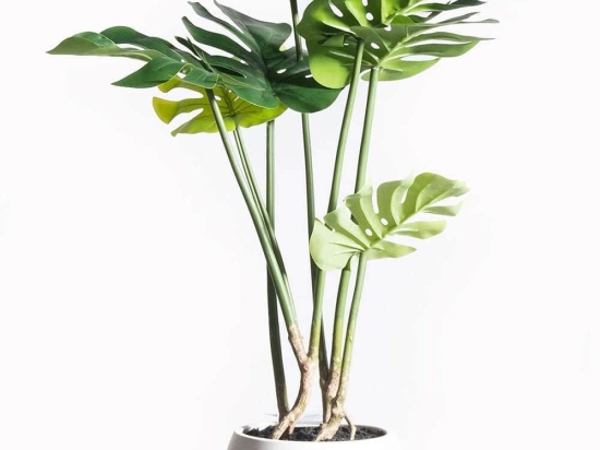 Τεχνητό Φυτό Μονστέρα 8550-6 40x40x65cm Green Supergreens Πολυαιθυλένιο