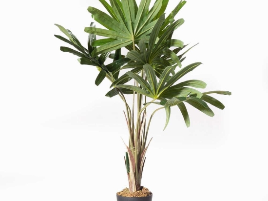 Τεχνητό Φυτό Ράπις 5870-6 80cm Green Supergreens Πολυαιθυλένιο