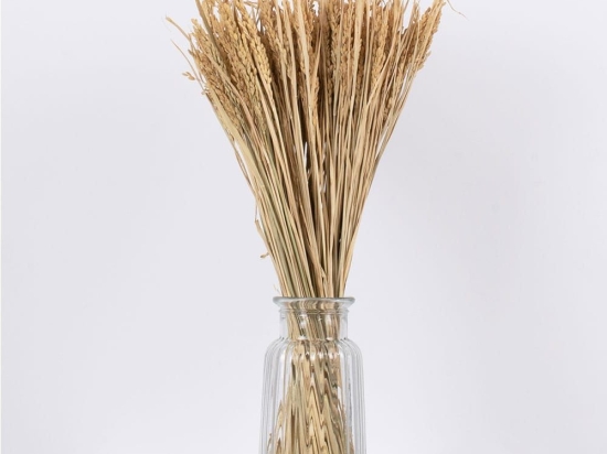 Μπουκέτο Αποξηραμένο Risegrass 36505 60cm (Ακαθόριστος Αριθμός Τμχ) Beige Globostar