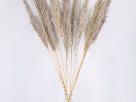 Μπουκέτο Αποξηραμένων Κλαδιών Pampasgrass 36514 150cm (Ακαθόριστος Αριθμός Τμχ) Brown-Grey Globostar
