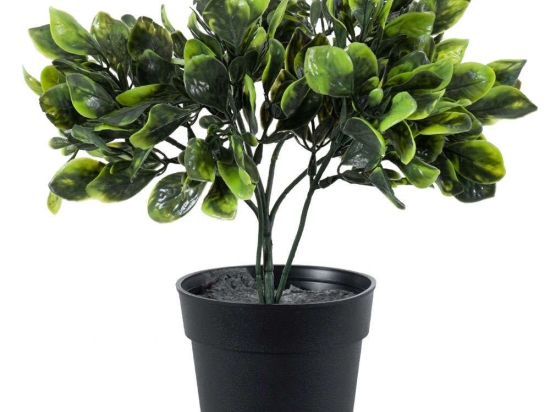 Τεχνητό Φυτό Anubia Barteri 20390 30cm Green Globostar Πολυαιθυλένιο