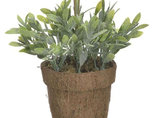Διακοσμητικό Φυτό Σε Γλάστρα 3-85-483-0015 Φ8cm Green Inart Πλαστικό