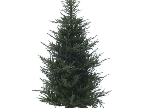 Χριστουγεννιάτικο Δέντρο 2-85-613-0006 240cm (3554Tips) Green Inart