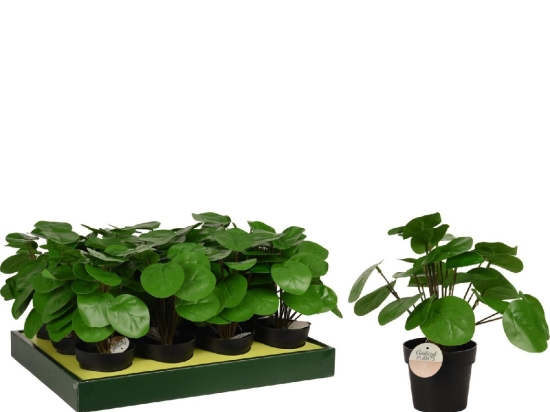 ΦΥΤΟ ΤΕΧΝΗΤΟ ARTELIBRE PILEA 25CM ΜΑΥΡΟ ΣΕ ΜΑΥΡΟ ΓΛΑΣΤΡΑΚΙ 98X85MM