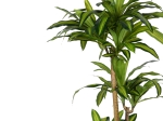 ΔΙΑΚΟΣΜΗΤΙΚΟ ΦΥΤΟ DRACAENA I ΣΕ ΓΛΑΣΤΡΑ INART  ΠΡΑΣΙΝΟ PP Υ170ΕΚ