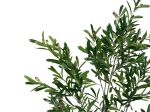 ΔΙΑΚΟΣΜΗΤΙΚΟ ΦΥΤΟ OLIVE TREE I ΣΕ ΓΛΑΣΤΡΑ INART ΠΡΑΣΙΝΟ PP Υ150ΕΚ