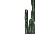 ΔΙΑΚΟΣΜΗΤΙΚΟ ΦΥΤΟ CACTUS II ΣΕ ΓΛΑΣΤΡΑ INART ΠΡΑΣΙΝΟ PP Υ155ΕΚ