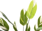 ΔΙΑΚΟΣΜΗΤΙΚΟ ΣΥΝΘΕΤΙΚΟ ΦΥΤΟ HM7997 CALATHEA ΣΕ ΓΛΑΣΤΡΑ 140Υεκ.