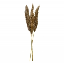 Διακοσμητικά Λουλούδια Αποξηραμένα Pampas (Σετ 3Τμχ) AH-AX70130 95cm Natural Andrea House
