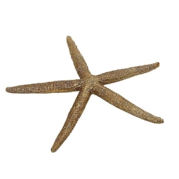 Διακοσμητικός Αστερίας MT2713K6 12,5x11x1,5cm Gold Espiel Πολυρεσίνη