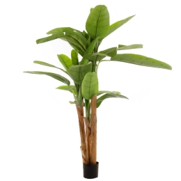 Banana Tree διακοσμητική γλάστρα μπανανιάς με πράσινα φύλλα 200 εκ