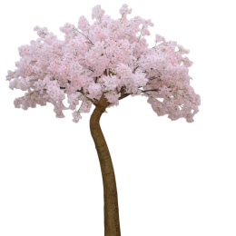 Cherry Blossom Pink διακοσμητικό δέντρο κερασιάς σε ροζ απόχρωση 300 εκ