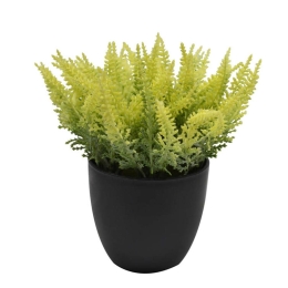 Γλαστράκι Με Φυτό 18cm 797516 Black Ankor Πλαστικό