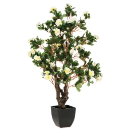 Φυτό σε γλάστρα Azalea I  pakoworld 40x40x77.5εκ