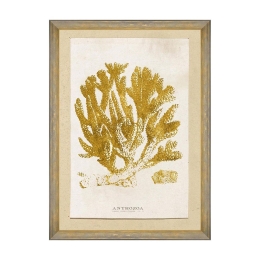 Κάδρο Caribbean Sea Life - Anthozoa Coral FA13223 50X70 MindTheGap Κάθετοι Ξύλο