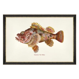 Κάδρο Fishes Of Hawaii - Nohu Fish FA13210 60X40 MindTheGap Οριζόντιοι Ξύλο