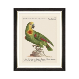 Κάδρο Parrots Of Brasil II FA13212 40X50 MindTheGap Οριζόντιοι Ξύλο