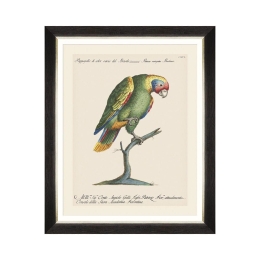 Κάδρο Parrots Of Brasil IX FA13219 40X50 MindTheGap Οριζόντιοι Ξύλο
