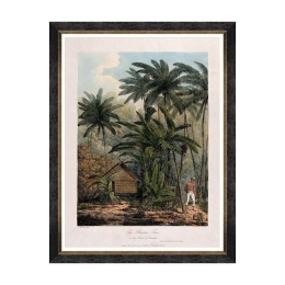 Κάδρο Trees Of Krakatoa - The Plantain Tree FA13201 60X80 MindTheGap Κάθετοι Ξύλο