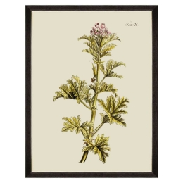 Κάδρο Botanical II FA13225 60x80cm Green MindTheGap Κάθετοι Ξύλο