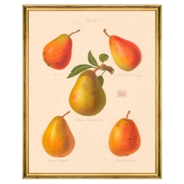 Κάδρο Pomona II FA13262 55x70cm Yellow-Orange MindTheGap Κάθετοι Ξύλο