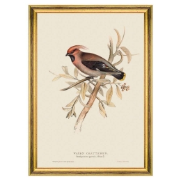 Κάδρο Waxen Chatterer FA13238 35x50cm Brown MindTheGap Κάθετοι Ξύλο