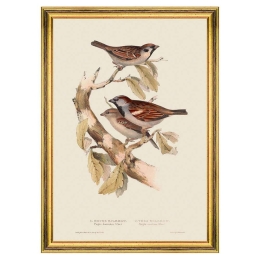 Κάδρο Sparrow FA13237 35x50cm Brown-Green MindTheGap Κάθετοι Ξύλο