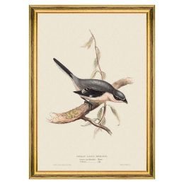 Κάδρο Great Grey Shrike FA13233 35x50cm Grey-Brown MindTheGap Κάθετοι Ξύλο