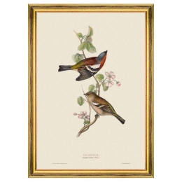 Κάδρο Chaffinch FA13231 35x50cm Multi MindTheGap Κάθετοι Ξύλο
