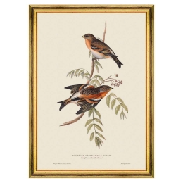 Κάδρο Mountain of Bramble Finch FA13235 35x50cm Multi MindTheGap Κάθετοι Ξύλο