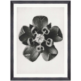 Κάδρο Common Milkweed FA13411 60x80cm Black-White MindTheGap Κάθετοι Ξύλο,Γυαλί