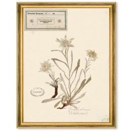 Κάδρο Herbarium Alpinium I FA13455 35x50cm Multi MindTheGap Κάθετοι Ξύλο,Γυαλί