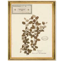 Κάδρο Herbarium Alpinium II FA13456 35x50cm Multi MindTheGap Κάθετοι Ξύλο,Γυαλί