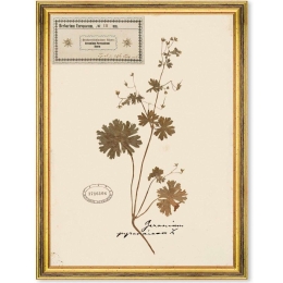 Κάδρο Herbarium Alpinium III FA13457 35x50cm Multi MindTheGap Κάθετοι Ξύλο,Γυαλί