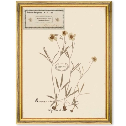Κάδρο Herbarium Alpinium IV FA13458 35x50cm Multi MindTheGap Κάθετοι Ξύλο,Γυαλί