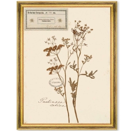 Κάδρο Herbarium Alpinium VII FA13460 35x50cm Multi MindTheGap Κάθετοι Ξύλο,Γυαλί