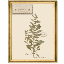 Κάδρο Herbarium Alpinium VIII FA13462 35x50cm Multi MindTheGap Κάθετοι Ξύλο,Γυαλί