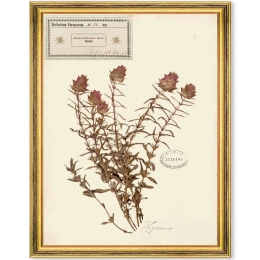 Κάδρο Herbarium Alpinium IX FA13463 35x50cm Multi MindTheGap Κάθετοι Ξύλο,Γυαλί