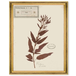 Κάδρο Herbarium Alpinium X FA13464 35x50cm Multi MindTheGap Κάθετοι Ξύλο,Γυαλί