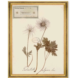 Κάδρο Herbarium Alpinium XI FA13465 35x50cm Multi MindTheGap Κάθετοι Ξύλο,Γυαλί