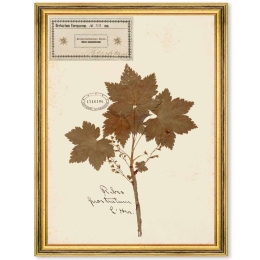 Κάδρο Herbarium Alpinium XII FA13466 35x50cm Multi MindTheGap Κάθετοι Ξύλο,Γυαλί
