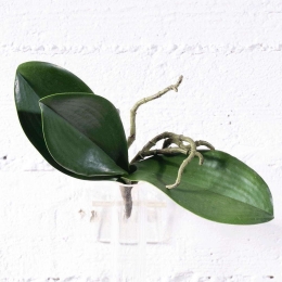Τεχνητή Χωνευτή Ορχιδέα 0440-7 17cm White Supergreens Πολυέστερ