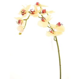 Τεχνητό Κλωνάρι Ορχιδέα 9380-7 75cm Beige Supergreens Πολυαιθυλένιο