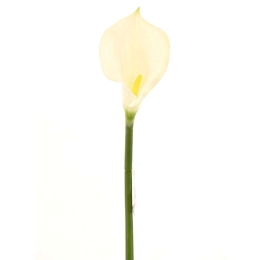 Τεχνητό Κλωνάρι Κάλλα 2030-7 96cm White Supergreeens Πολυαιθυλένιο